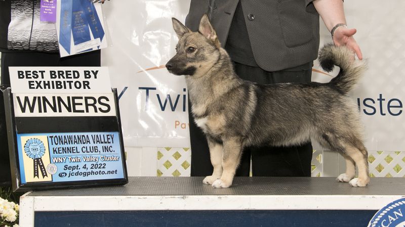 Evie First AKC Points
